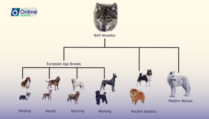 Lesson 15: Artificial Selection